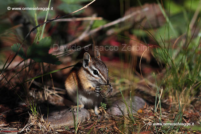 017 Chipmunk IMG 0097